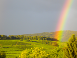 Cabernet Cortis vom Winzerhof Grauburgunder